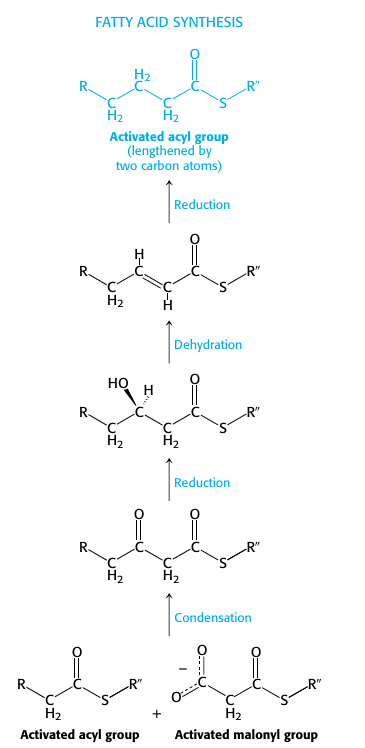 <p>Fatty Acid synthesis </p>