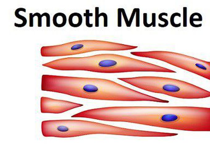 <p>Smooth Muscle Tissue</p>