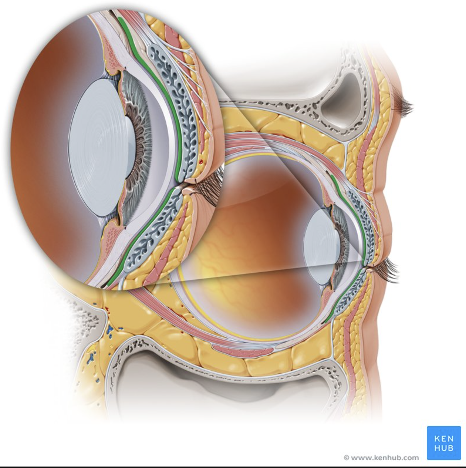 <p>Corners where eyelids meet.</p>