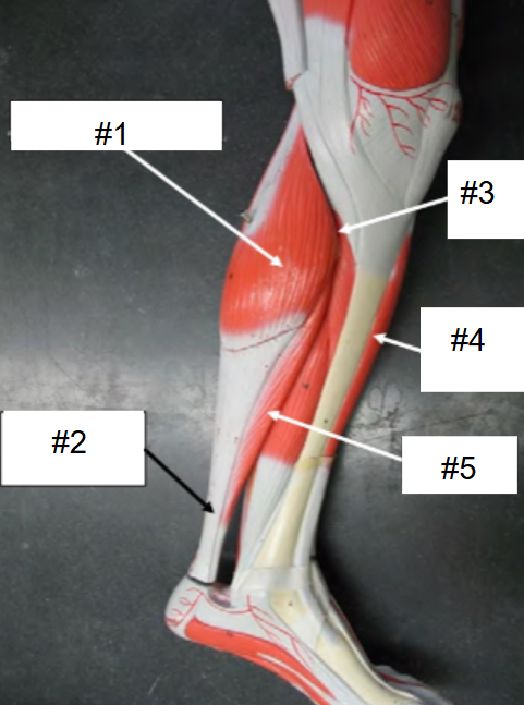 <p>What is #3? (Calf, medial view)</p>