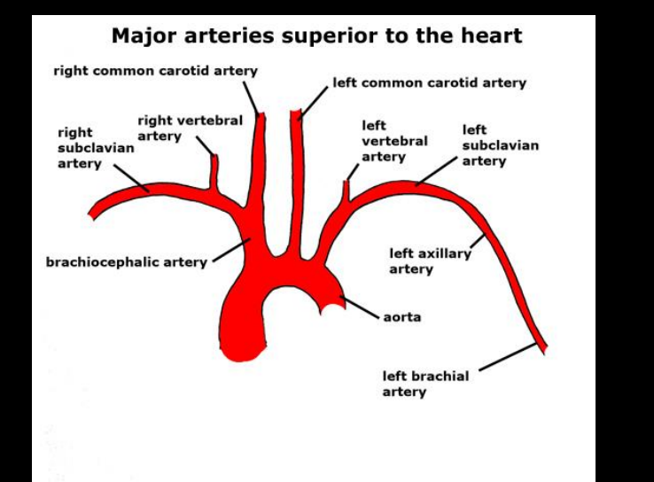 <p>After passing beneath the clavicle, it becomes the axillary artery</p>
