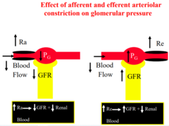 <p>increasing resistance in the afferent arteriole will decrease blood flow and decrease PG and decrease GFR</p><p>increasing resistance in the efferent arteriole (=close off the exit) will increase blood flow and will increase Pg and increase GFR</p>