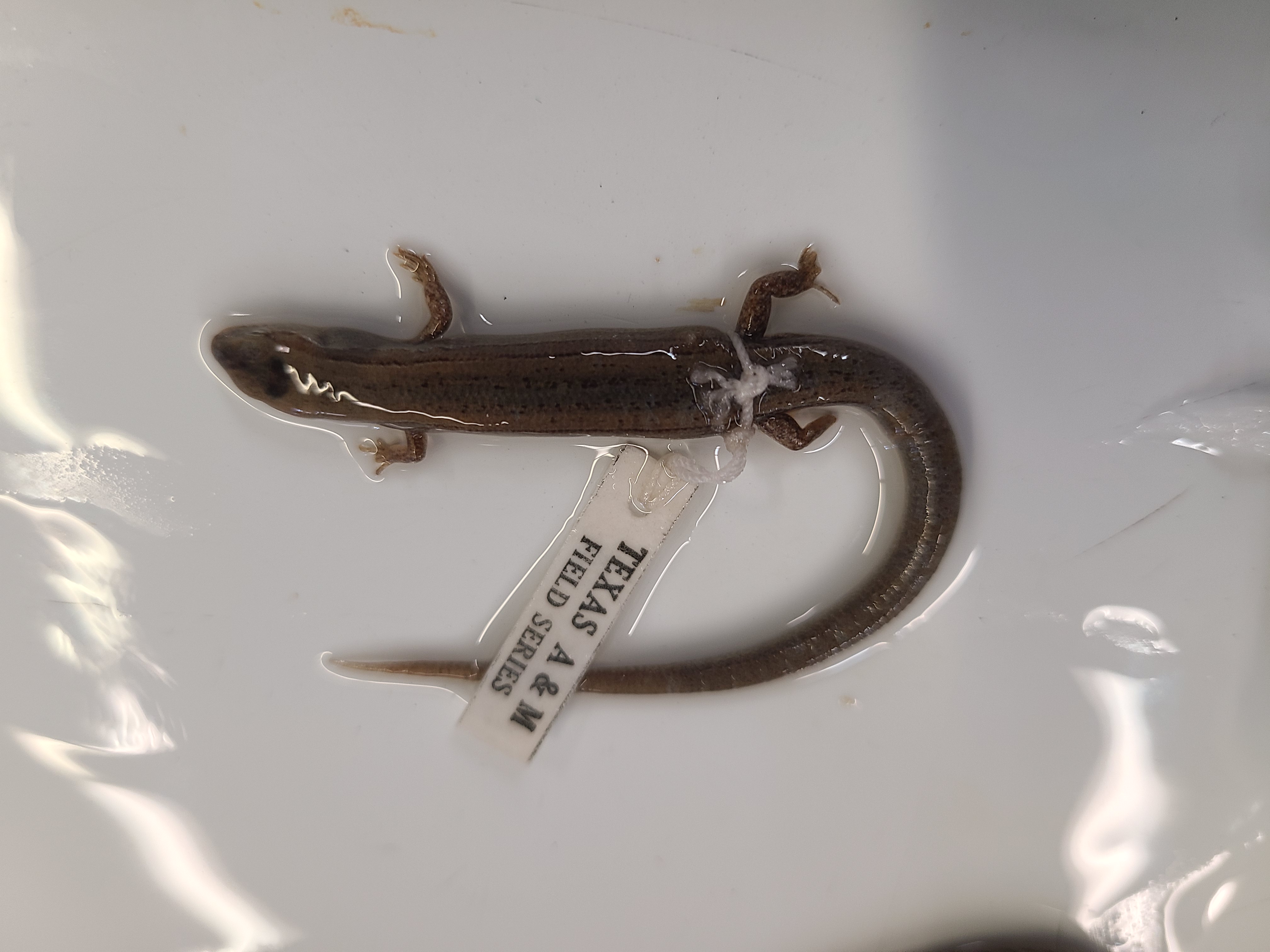 <p>Scientific name and distinguishing feature</p>