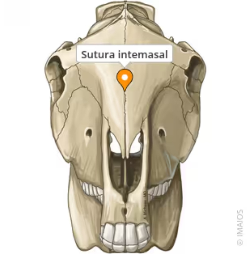 <p>sutura internasal</p>