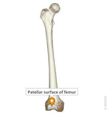 <p>smooth depression on the distal, anterior surface; articulates w/ the patella</p>