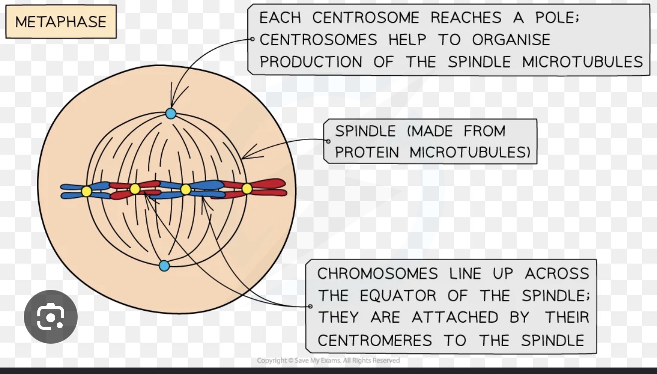 <p><span> Metaphase — chromosomes line up at the cell equator (metaphase plate) and , each attached to spindle fibres at their centromere from both poles. This is the stage at which chromosomes are most visible and easiest to count. </span></p>