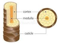 <p>cuticle - outer layer of overlapping cells </p><p>cortex - provides strength and color, majority of the hair</p><p>medulla - core, sometimes absent</p><ul><li><p>can be absent, fragmented, continuous</p></li></ul><p>Cuticle → cortex → medulla</p>