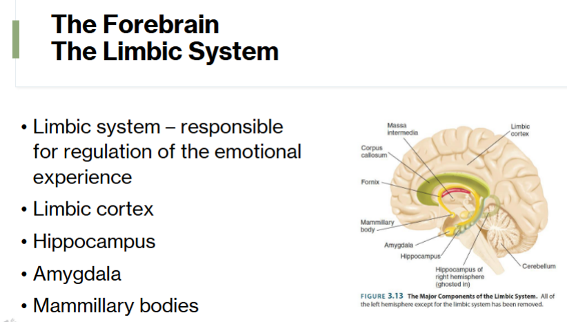 <p>regulates emotional experience </p>