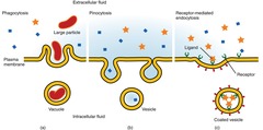 <p>The process of a cell ingesting material by enveloping it in a portion of its cell membrane.</p>