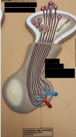 <p>Label this image from top to bottom.</p>