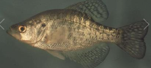 <p>White crappie</p>