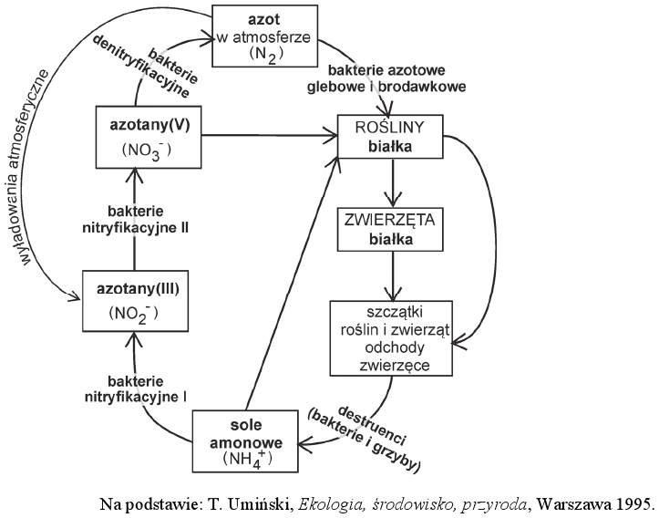 <p>grupy bakterii i ich role w przyswajaniu azotu przez rośliny</p>