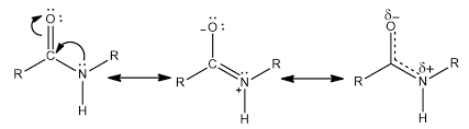<p>What is the partial double-bond character of a peptide bond and what does it cause?</p>