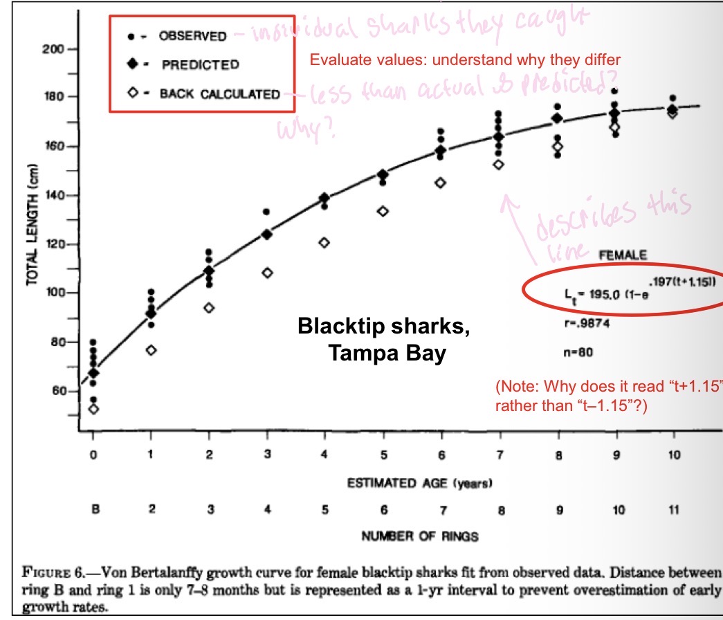 <p>Why are the back calculated lengths lower than the predicted and observed?</p>