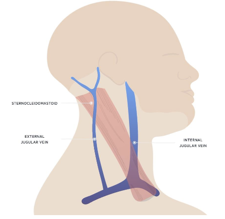 <p>deep, next to sternocleidomastoid muscle </p><ul><li><p>best for assessing right atrial pressure </p></li></ul><p></p>