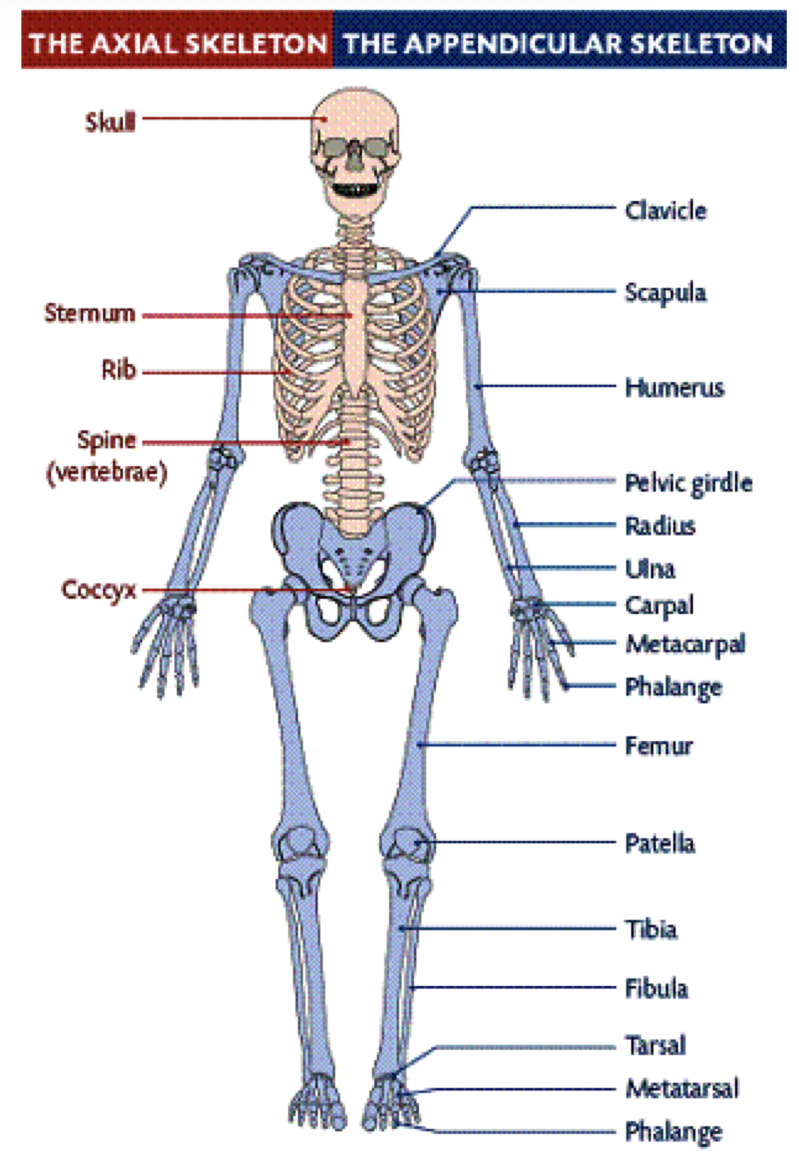 <p>Axial Skeleton</p>