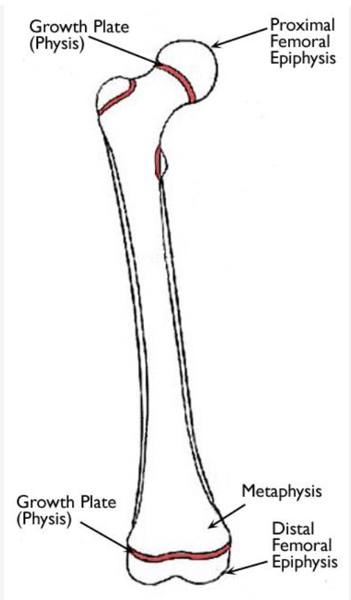 <p>Define epiphyseal/grown plate</p>