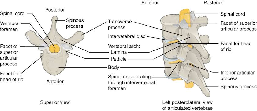 <p>Superior articular process </p>