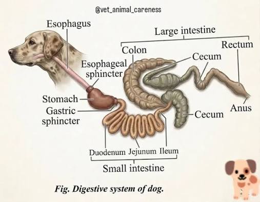 <p>specialized systems in animals</p>
