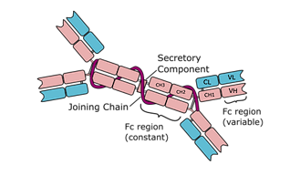 <p>Main antibody in <span style="color: red;">secretions</span> (colostrum, saliva, tears, respiratory/intestinal tracts, genital tract) that <span style="color: red;">prevents microorganisms from attaching</span> to mucous membranes.</p>