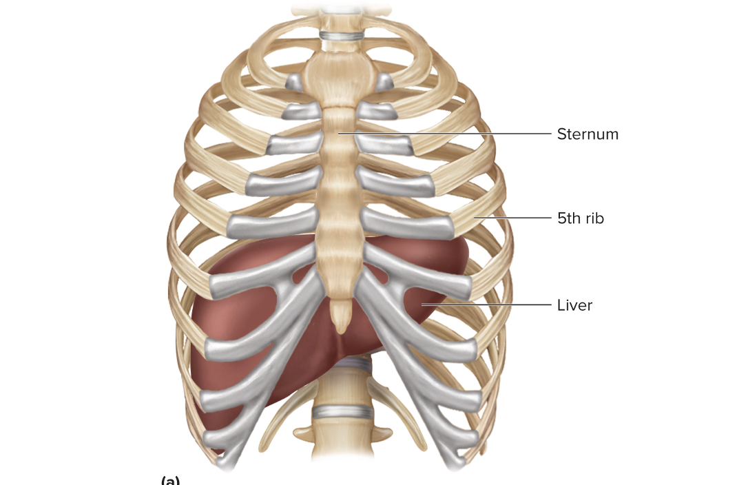 <p>Which organ does this image show?</p>