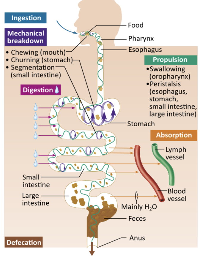 <p><span>How would you classify chewing food?</span></p><table style="min-width: 25px;"><colgroup><col style="min-width: 25px;"></colgroup><tbody><tr><td colspan="1" rowspan="1" style="margin: 0px; padding: 0.3em; position: relative;"><p>mechanical breakdown &nbsp; &nbsp; &nbsp; &nbsp;</p></td></tr><tr><td colspan="1" rowspan="1" style="margin: 0px; padding: 0.3em; position: relative;"><p>propulsion &nbsp; &nbsp; &nbsp; &nbsp;</p></td></tr><tr><td colspan="1" rowspan="1" style="margin: 0px; padding: 0.3em; position: relative;"><p>digestion &nbsp; &nbsp; &nbsp; &nbsp;</p></td></tr><tr><td colspan="1" rowspan="1" style="margin: 0px; padding: 0.3em; position: relative;"><p>ingestion</p></td></tr></tbody></table><p></p>
