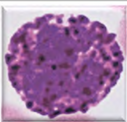 <p>basophil</p>