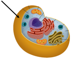 <p>It is the outer layer of animal cells.</p>