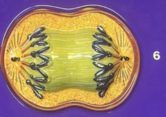 <p>Late Anaphase</p>