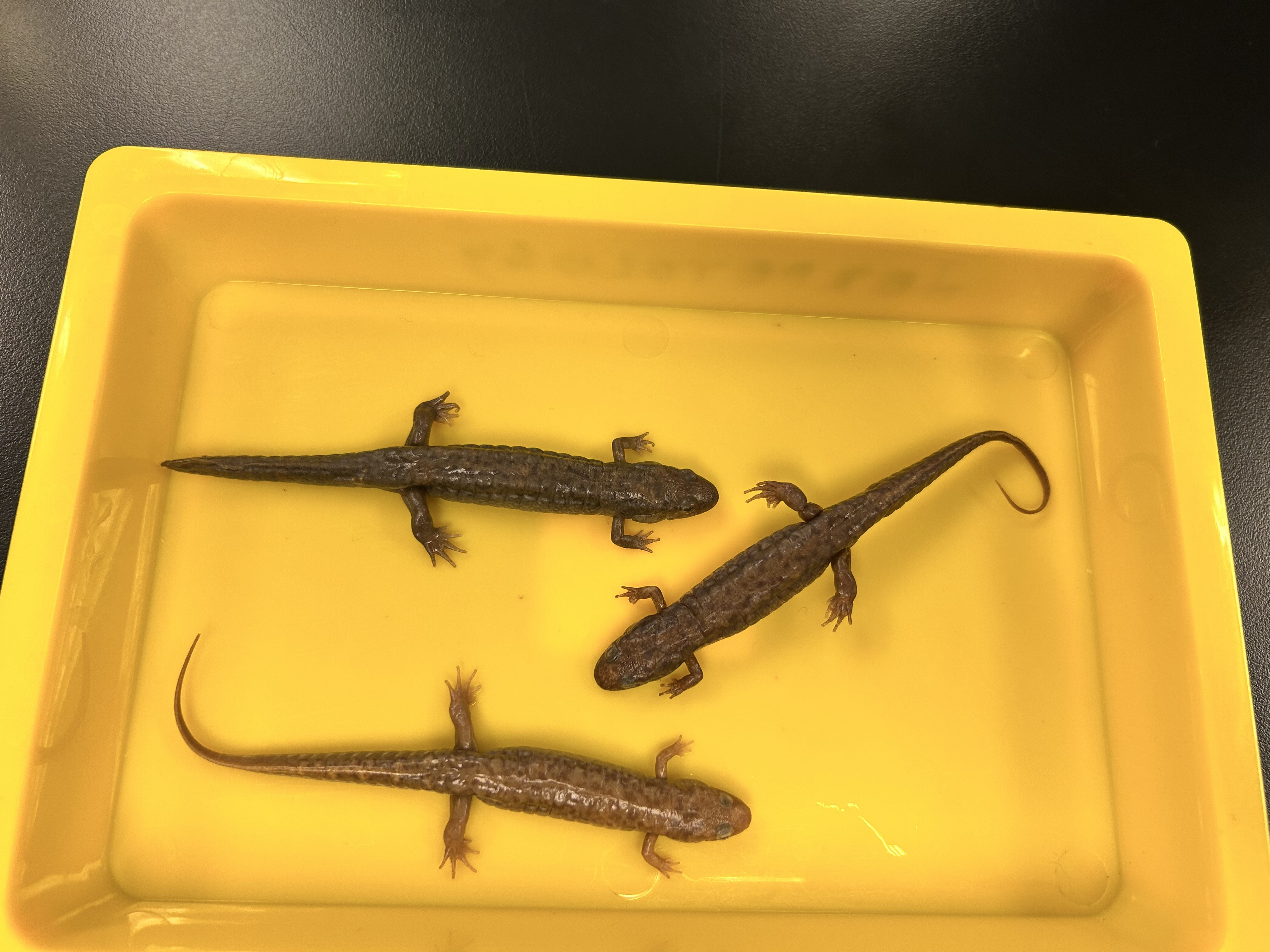 <p>-northern dusky</p><p>-red, gray, brown, black</p><p>-moderatedly keeled tail</p><p>-abundant in streams</p><p>-eggs aquatic, short larval stage</p>