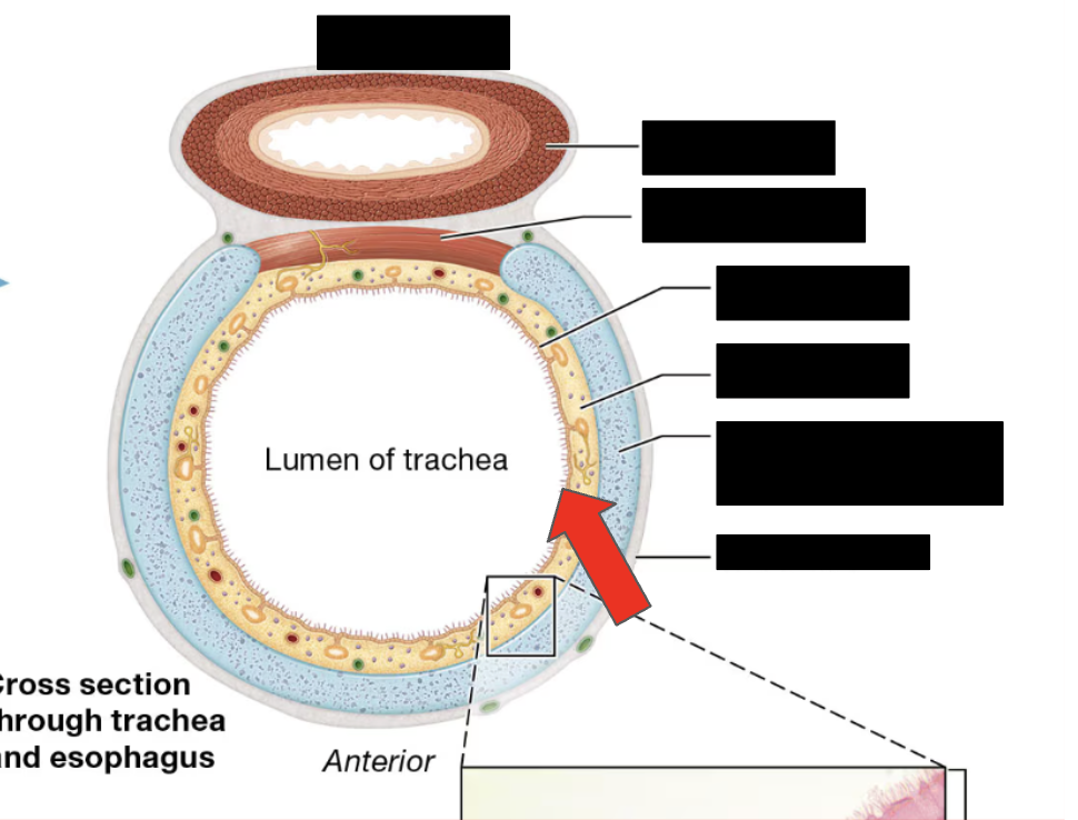 <p>Identify the highlighted structure (hairlike projections)</p>