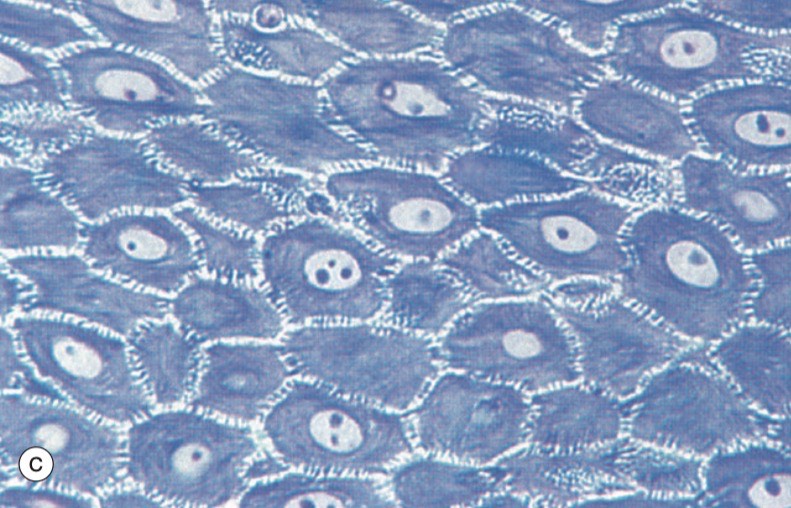 <p>Identify the layer?</p>