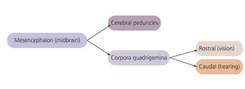 <p>Cerebral peduncles and Corpora quadrigemina</p>