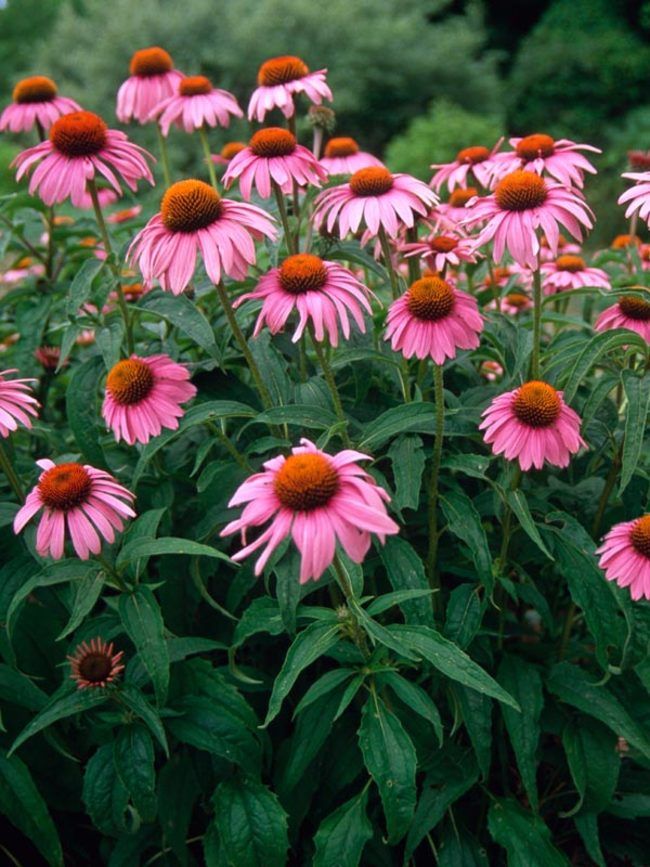 <p>Echinacea purpuria</p>