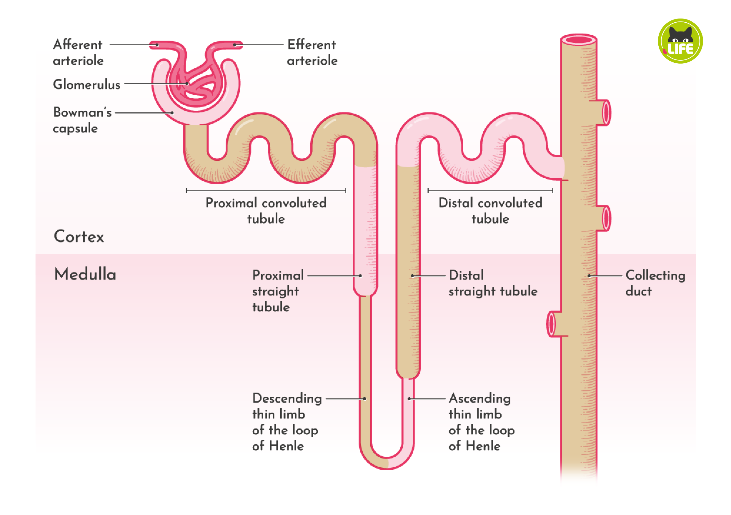 <p>the functional unit of the kidney </p>