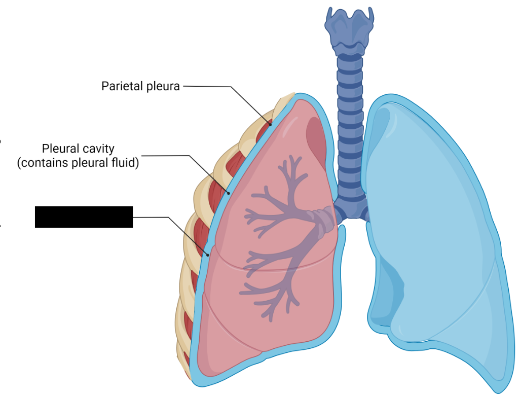 <p><span style="background-color: transparent;">Serous membrane that surrounds the lungs and closely adheres to the lung surface.</span></p>