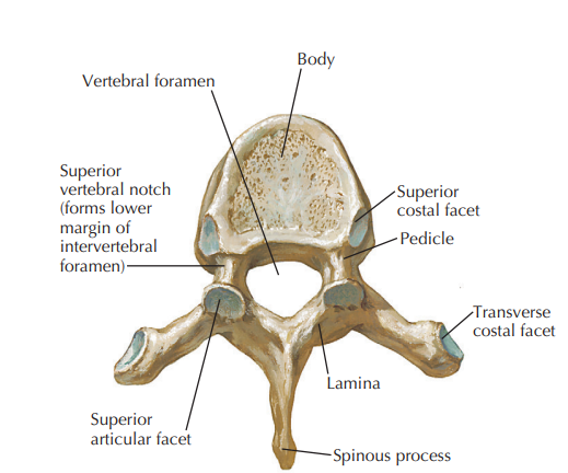 <p>which vertebra</p>