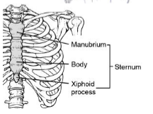 <p>sternum~ major bones</p>