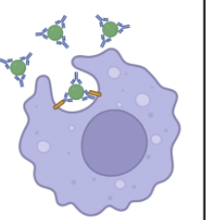 <p>Process where antibodies (mainly IgG) coat the surface of pathogens, acting as "tags" (opsonins) that enhance recognition and destruction by phagocytes, such as macrophages and neutrophils</p>