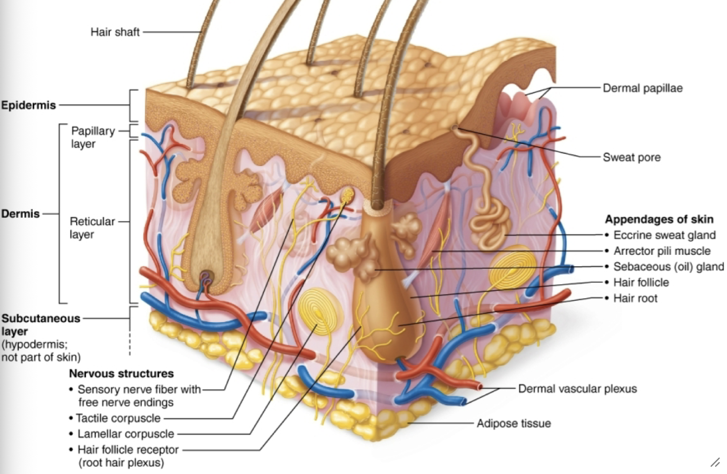 <p>Subcutaneous layer, hypodermic layer not part of skin</p>
