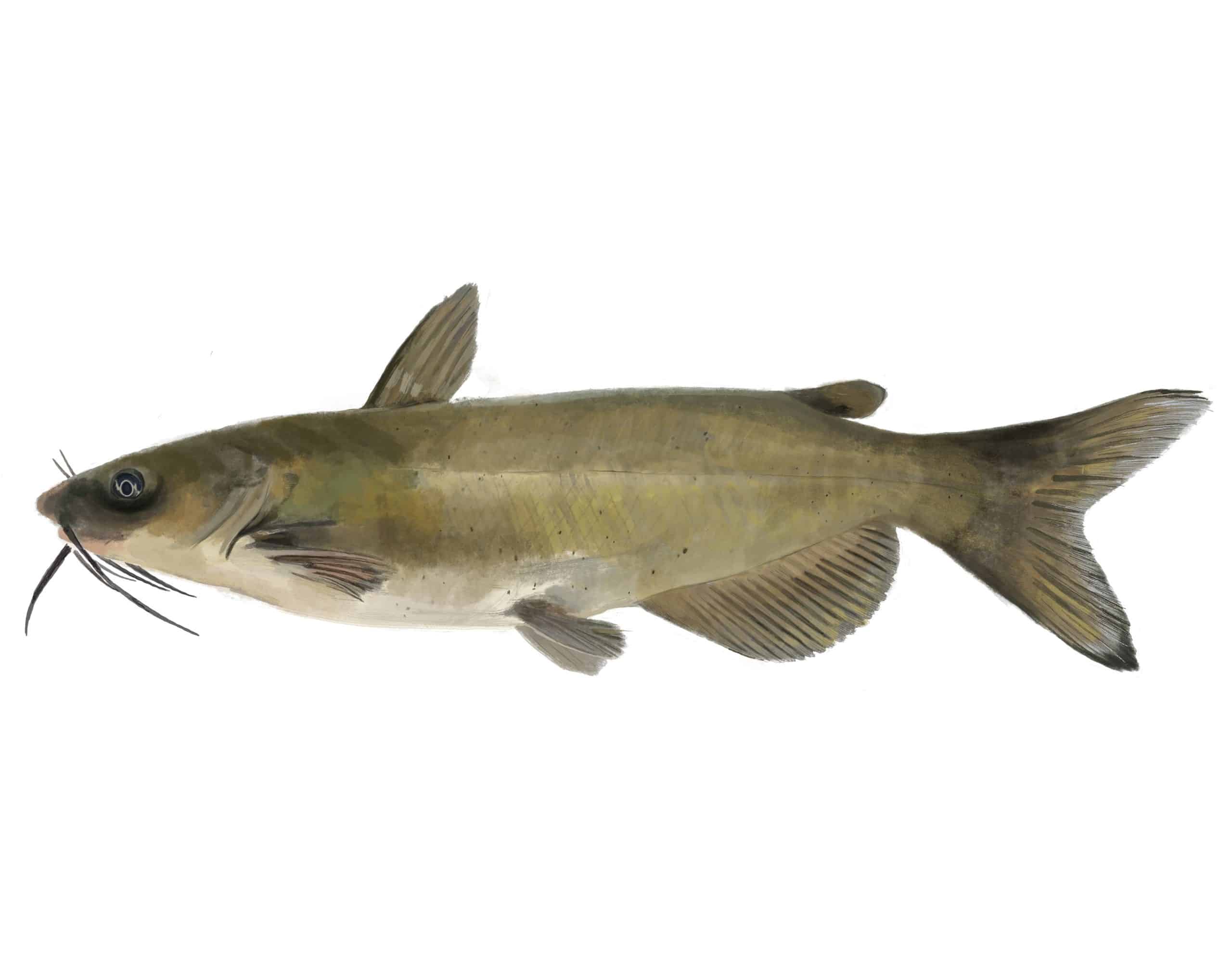 <ul><li><p>15-37 inches</p></li><li><p>Native to NY, rivers and lakes with sandy or rocky bottoms</p></li><li><p>Eat Worms, crayfish, insects and fish</p></li><li><p>Fun fact: largest of the catfish/bullhead species in New York State, its forked tail makes younger fish easy to identify</p></li></ul><p></p>