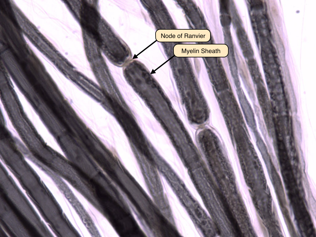 <p>What tissue is this</p>