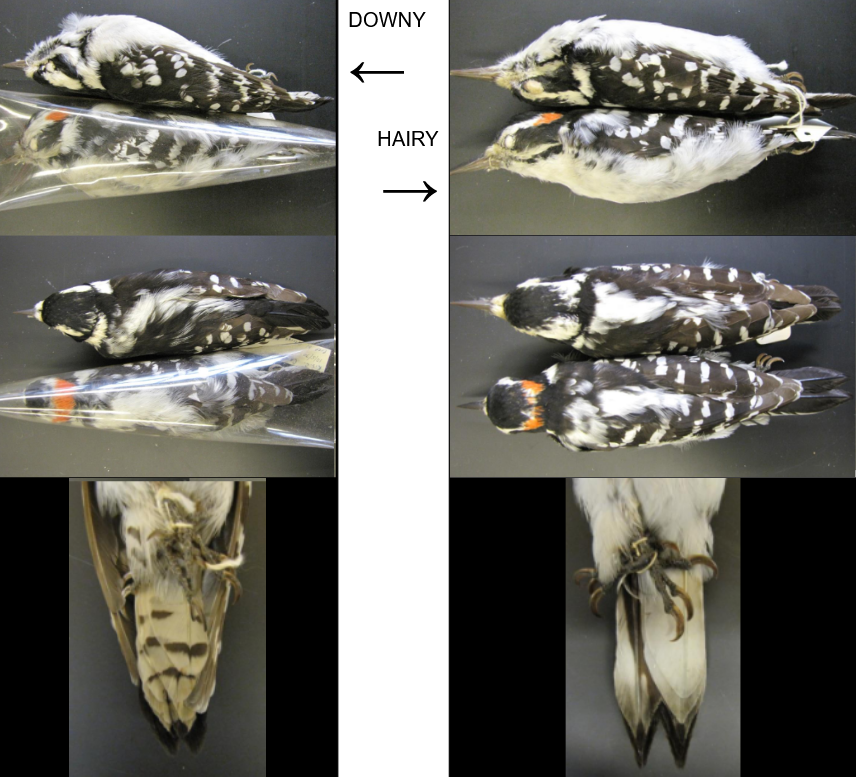 <p>Downy:</p><ul><li><p>Bill Shorter than head</p></li><li><p>Barring/Spotting on tail</p></li><li><p>Red patch on back of the male’s head is solid</p></li><li><p>Smaller</p></li></ul><p>Hairy:</p><ul><li><p>Bill almost as long as head</p></li><li><p>Tail completely white</p></li><li><p>Red patch on the back of male’s head is broken up</p></li><li><p>Larger</p></li></ul><p></p>