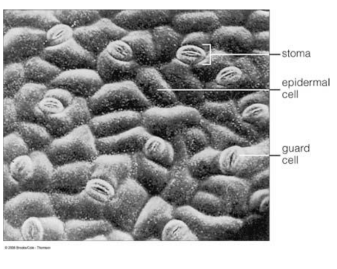<p>Single layer of cells in the upper and lower surfaces (sandwich). Covers the entire surface of the blade and the petiole.</p><p><strong><u>contains:</u></strong></p><ul><li><p><strong>epidermal cells</strong></p><ul><li><p>flattened, covered by cuticle (waxy) that prevents water loss</p></li></ul></li><li><p><strong>guard cells</strong></p><ul><li><p>surround pores aka stomata</p></li></ul></li><li><p><strong>subsidiary cells</strong></p><ul><li><p>support guard cells</p></li></ul></li><li><p><strong>trychomes</strong></p><ul><li><p>pubescent (hairy)</p></li><li><p>glabrous (shiny)</p></li></ul></li></ul><p></p>