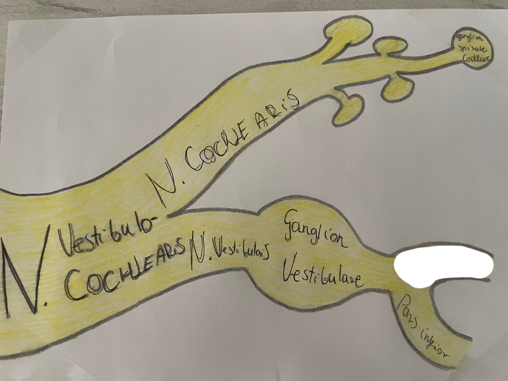 <p>egyensúlyozó ideg felső része (utriculus, ampulla anterior, ampulla lateralis)</p>