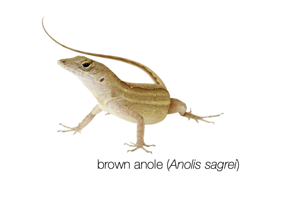 <p>What is the trade-off between growth and survival in brown anoles?</p>
