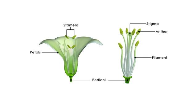<p>The stalk of the stamen </p>