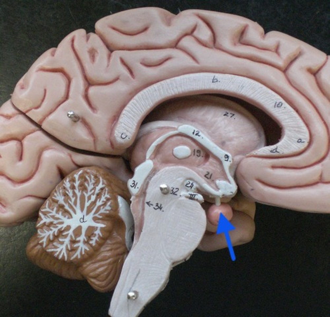 <p>a pea-sized structure located at the base of the brain, just below the hypothalamus, to which it is attached via nerve fibers. It is part of the endocrine system and produces critical hormones, which are chemical substances that control various bodily functions</p>