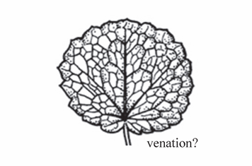 <p>Net-like venation where veins are interconnected.</p>