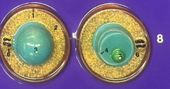 <p>Interphase: cell carries out normal metabolic activities & functions</p>